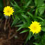 Buphthalmum salicifolium Alpine Gold
